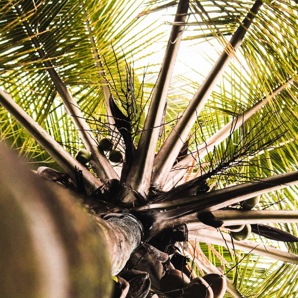 Palmöl vs. Kokosöl