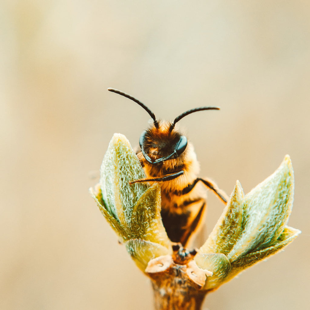 Rettet die Bienen! Weltbienentag am 20. Mai