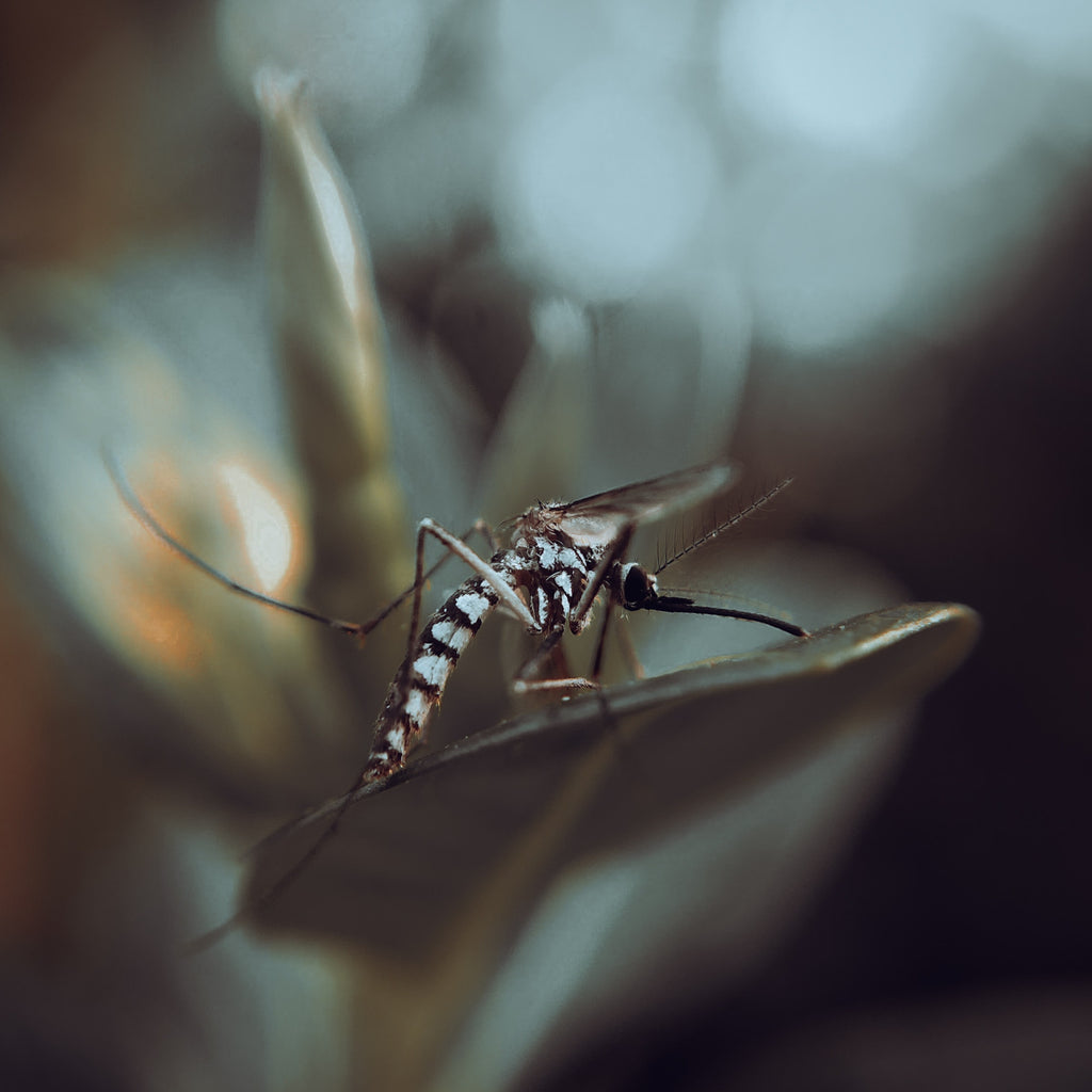 Natürlicher Mückenschutz: Gegen ein wachsendes Risiko in Deutschland